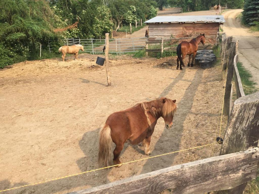 Grosse Wohnung / Haushaelfte In Peetzig Am See Angermunde Extérieur photo